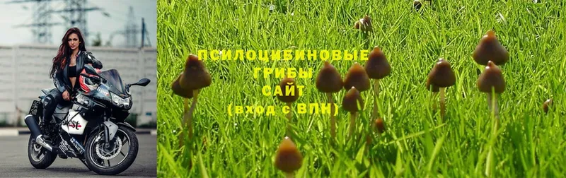 Псилоцибиновые грибы Psilocybine cubensis  продажа наркотиков  Шадринск 